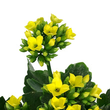 Load image into Gallery viewer, Calandiva Kalanchoe, 4in, Assorted Colours
