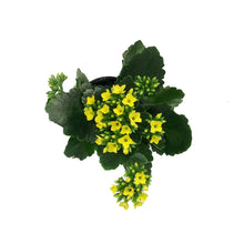 Load image into Gallery viewer, Calandiva Kalanchoe, 4in, Assorted Colours
