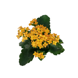 Calandiva Kalanchoe, 4in, Assorted Colours
