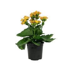 Load image into Gallery viewer, Calandiva Kalanchoe, 4in, Assorted Colours
