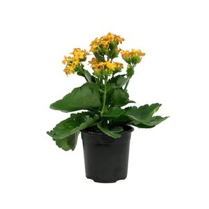 Calandiva Kalanchoe, 4in, Assorted Colours