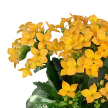 Load image into Gallery viewer, Calandiva Kalanchoe, 4in, Assorted Colours
