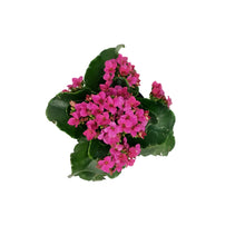 Load image into Gallery viewer, Calandiva Kalanchoe, 4in, Assorted Colours

