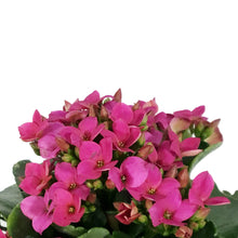 Load image into Gallery viewer, Calandiva Kalanchoe, 4in, Assorted Colours
