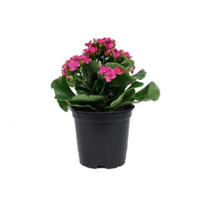 Load image into Gallery viewer, Calandiva Kalanchoe, 4in, Assorted Colours
