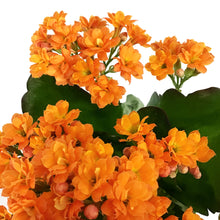 Load image into Gallery viewer, Calandiva Kalanchoe, 4in, Assorted Colours
