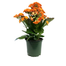 Load image into Gallery viewer, Calandiva Kalanchoe, 4in, Assorted Colours
