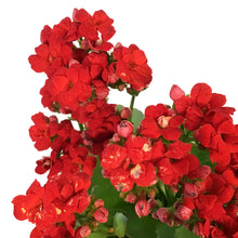 Load image into Gallery viewer, Calandiva Kalanchoe, 4in, Assorted Colours

