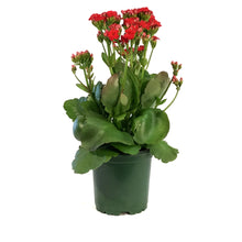 Load image into Gallery viewer, Calandiva Kalanchoe, 4in, Assorted Colours
