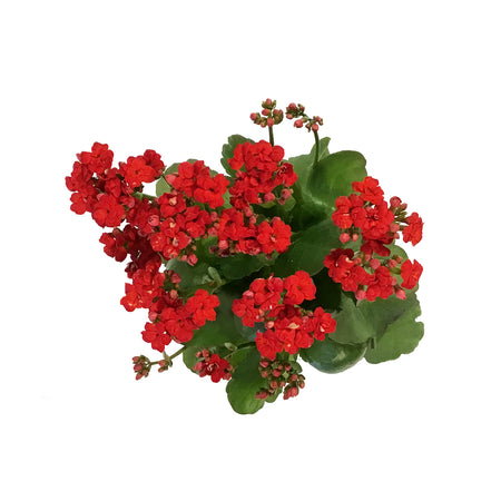 Calandiva Kalanchoe, 4in, Assorted Colours