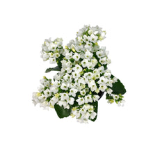 Load image into Gallery viewer, Calandiva Kalanchoe, 4in, Assorted Colours
