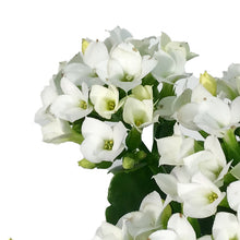 Load image into Gallery viewer, Calandiva Kalanchoe, 4in, Assorted Colours
