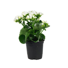 Load image into Gallery viewer, Calandiva Kalanchoe, 4in, Assorted Colours

