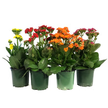 Load image into Gallery viewer, Calandiva Kalanchoe, 4in, Assorted Colours
