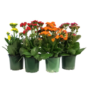 Calandiva Kalanchoe, 4in, Assorted Colours