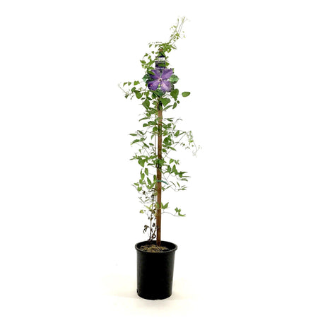Buy Triumph Azalea Florale from £23.71 (Today) – Best Deals on
