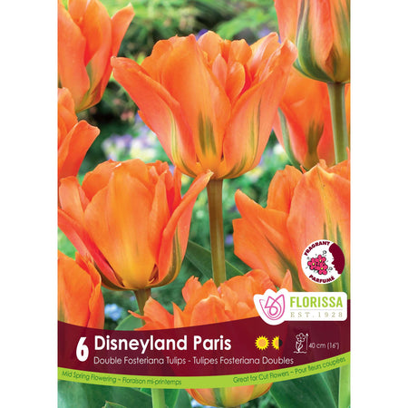 Tulip, Fosteriana - Disneyland Paris Bulbs, 6 Pack