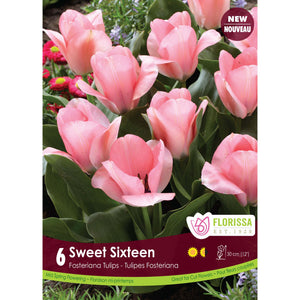 Tulip, Fosteriana - Sweet Sixteen Bulbs, 6 Pack