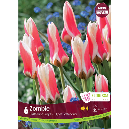 Tulip, Fosteriana - Zombie Bulbs, 6 Pack