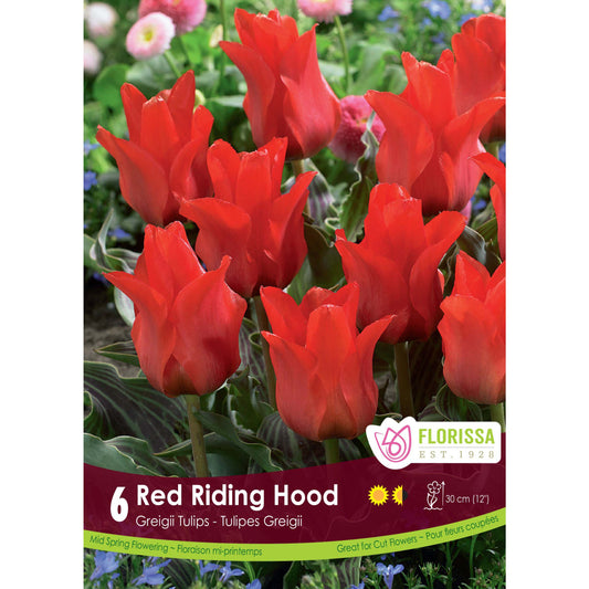 Tulip, Greigii - Red Riding Hood Bulbs, 6 Pack
