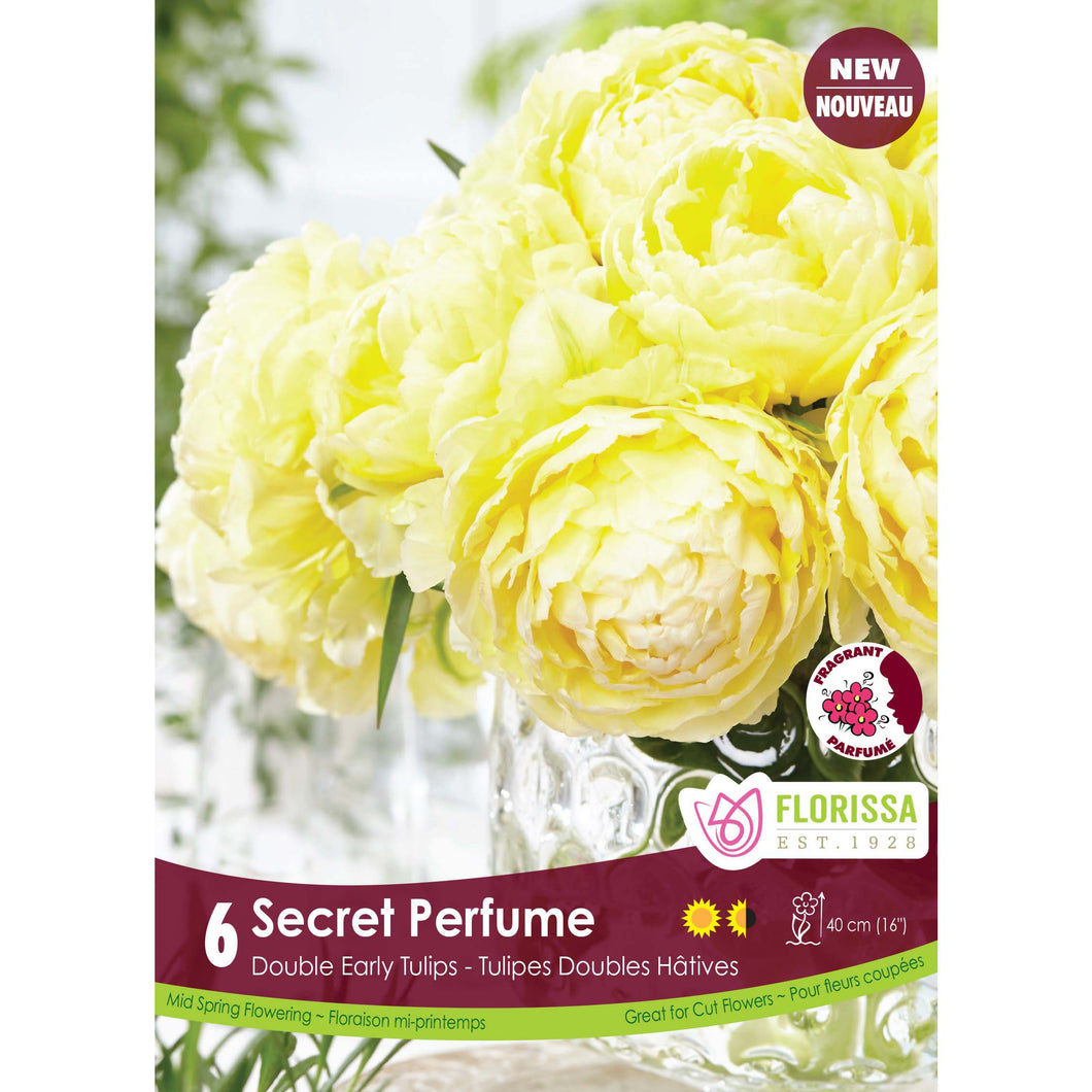 Tulip, Double Early - Secret Perfume Bulbs, 6 Pack