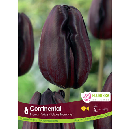 Tulip, Triumph - Continental Bulbs, 6 Pack