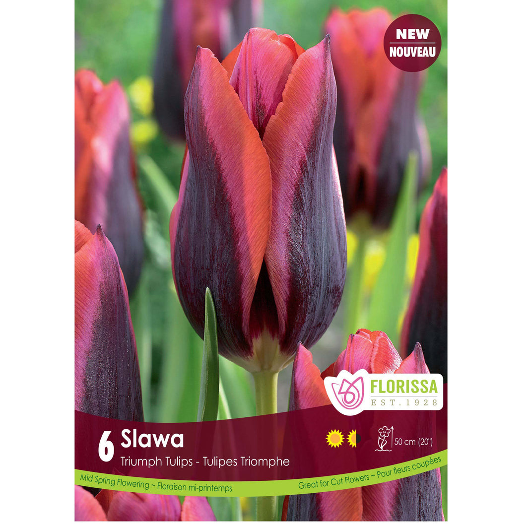 Tulip, Triumph - Slawa Bulbs, 6 Pack