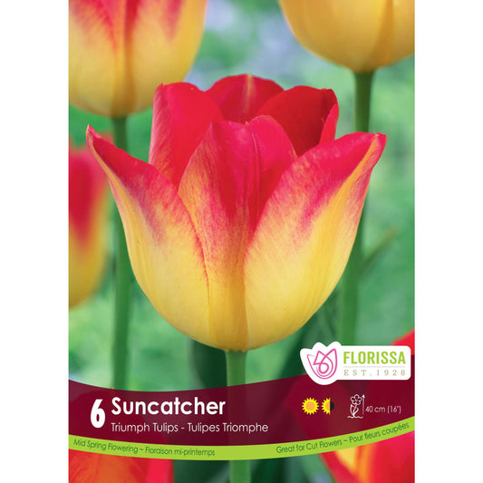 Tulip, Triumph - Suncatcher Bulbs, 6 Pack