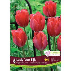 Tulip, Single Late - Lady Van Eijk Bulbs, 6 Pack