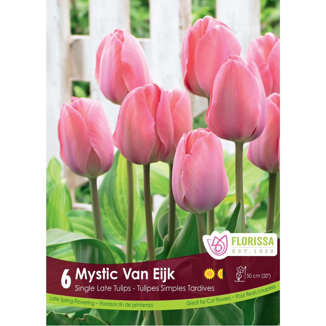 Tulip, Single Late - Mystic Van Eijk Bulbs, 6 Pack