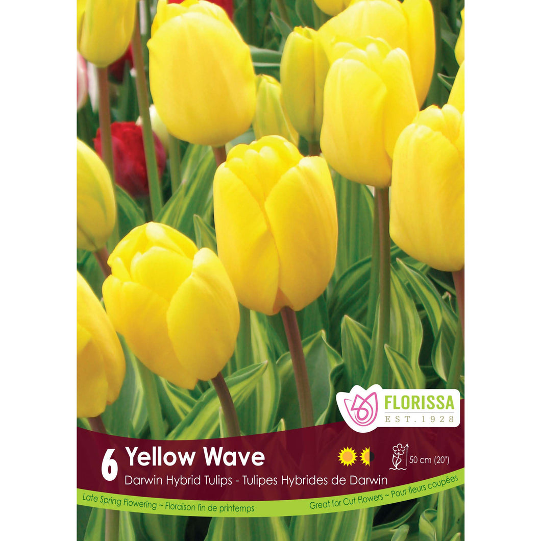 Tulip, Darwin - Yellow Wave Bulbs, 6 Pack