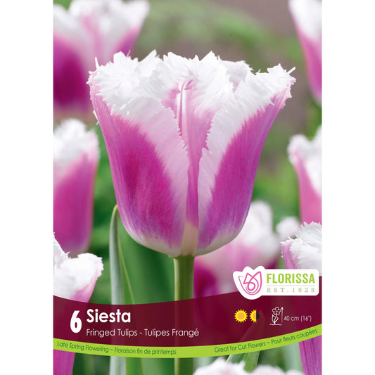 Tulip, Fringed - Siesta Bulbs, 6 Pack
