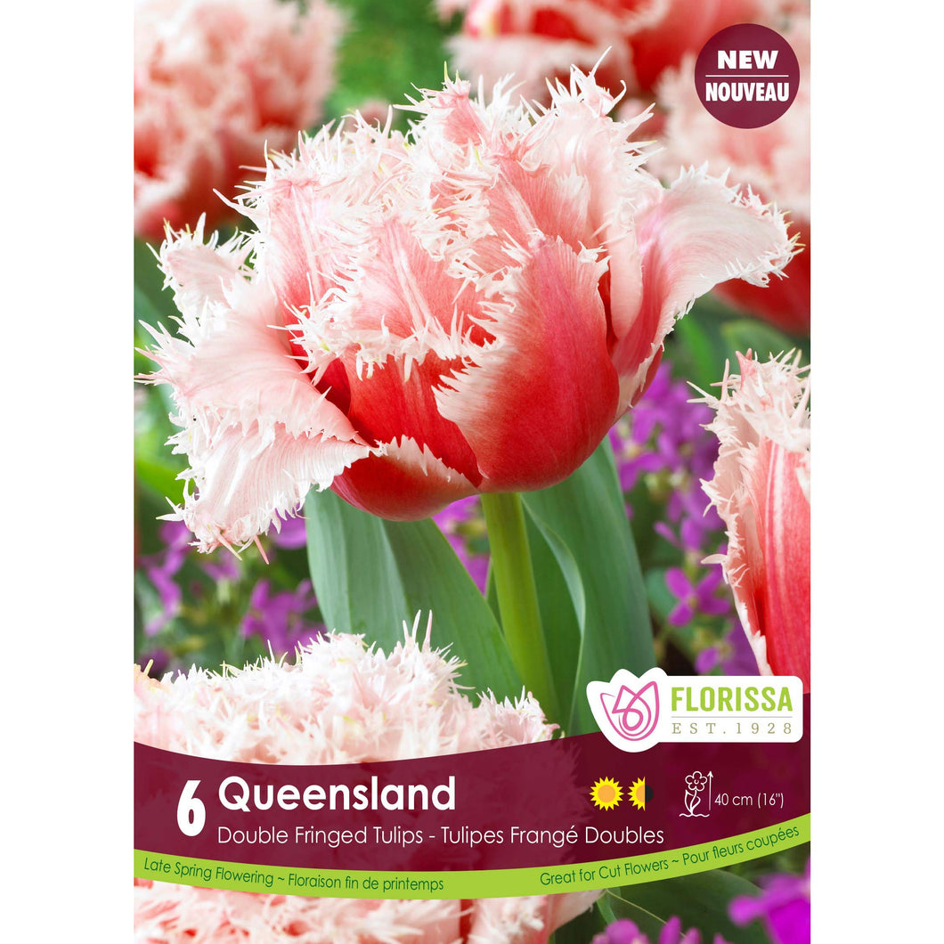 Tulip, Double Fringed - Queensland Bulbs, 6 Pack