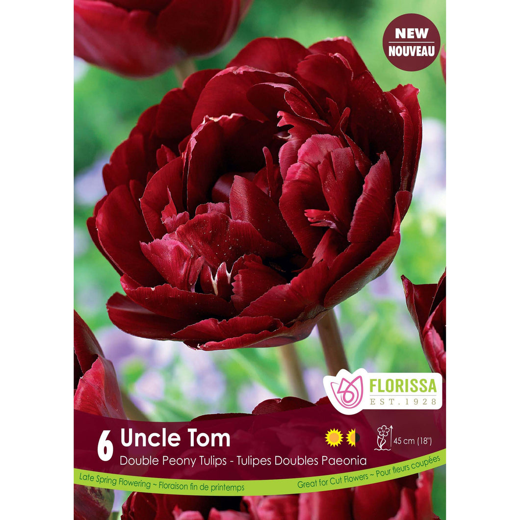 Tulip, Double Peony - Uncle Tom Bulbs, 6 Pack