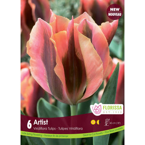 Tulip, Viridiflora - Artist Bulbs, 6 Pack
