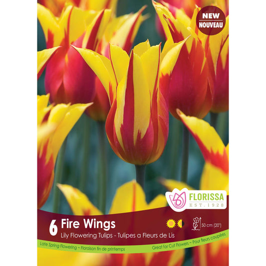 Tulip, Lily Flowering - Fire Wings Bulbs, 6 Pack