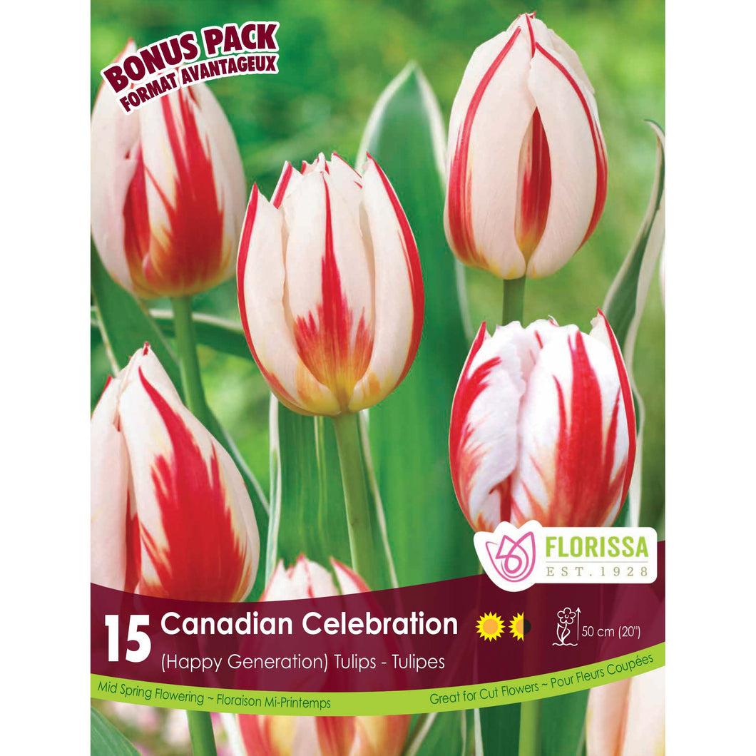Tulip, Triumph - Canadian Celebration Bulbs, 15 Pk
