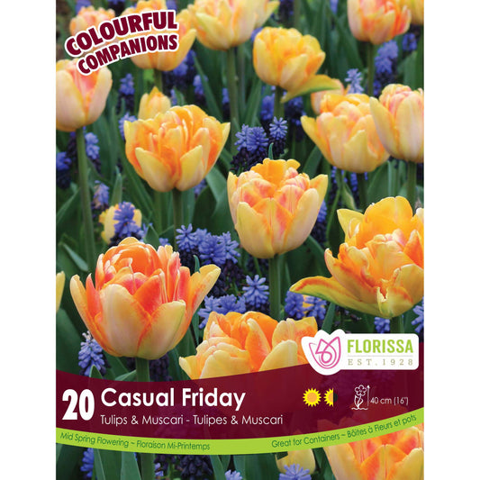 Colourful Companions - Casual Friday Bulbs, 20 Pk