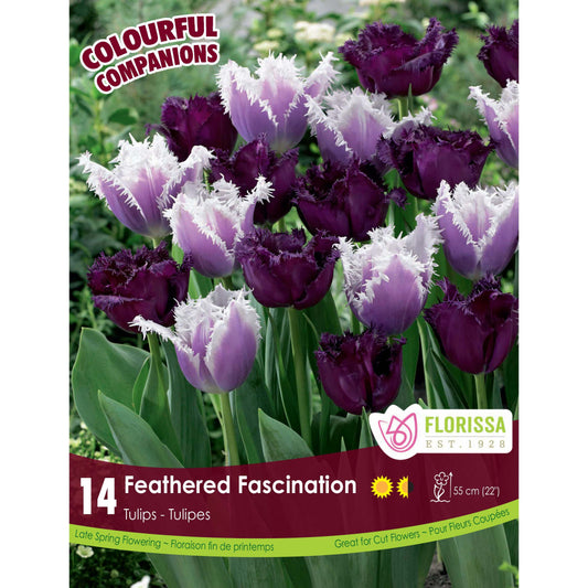 Tulip, Fringed - Feathered Fascination Bulbs, 14Pk