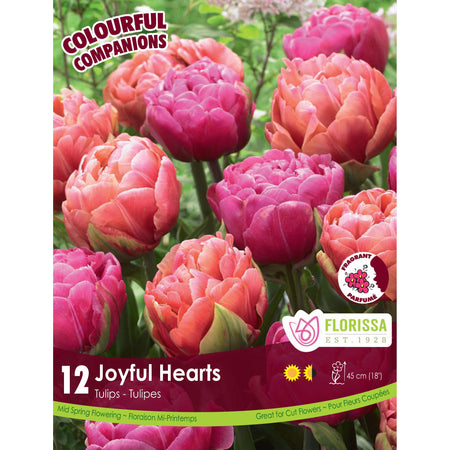 Tulip, Double Early - Joyful Hearts Bulbs, 12 Pack