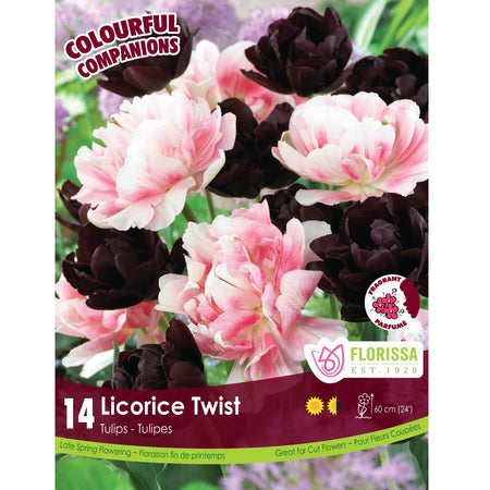 Tulip, Double Late - Licorice Twist Bulbs, 14 Pack