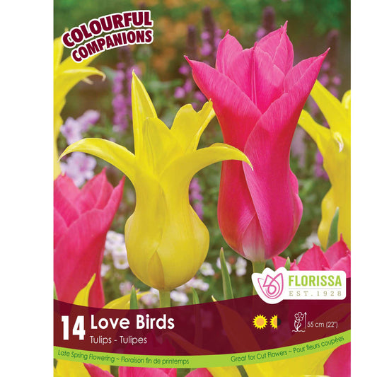 Tulip, Lily Flowering - Love Birds Bulbs, 14 Pack