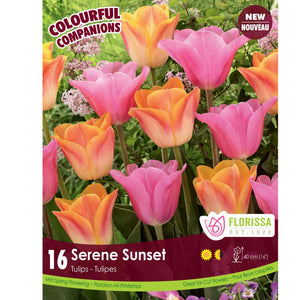 Tulip, Triumph - Serene Sunset Bulbs, 16 Pack