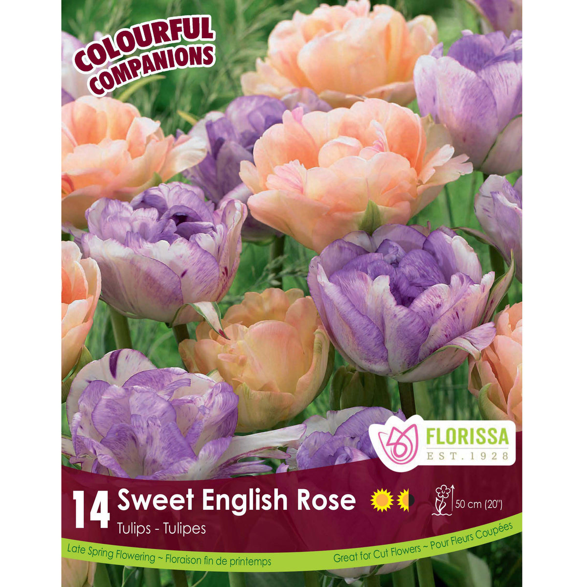 Tulip, Double Peony - Sweet English Bulbs, 12 Pack
