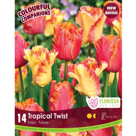 Tulip, Parrot - Tropical Twist Bulbs, 12 Pack