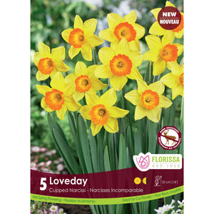 Narcissi, Cupped - Loveday Bulbs, 5 Pack