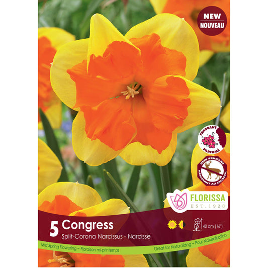 Narcissi, Butterfly - Congress Bulbs, 5 Pack