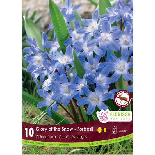 Chionodoxa - Forbesii Bulbs, 10 Pack
