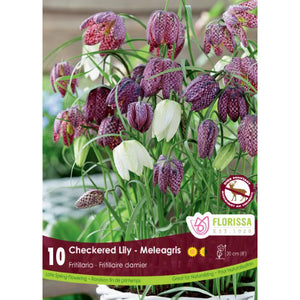 Fritillaria - Meleagris Bulbs, 10 Pack