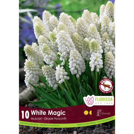 Muscari - White Magic Bulbs, 10 Pack